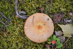 Russula paludosa