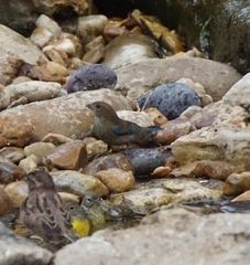 Passerina cyanea