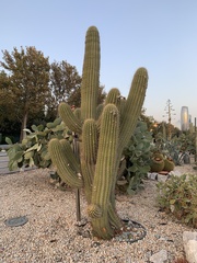 Trichocereus terscheckii