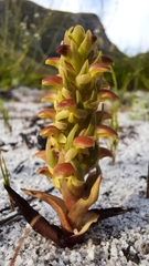 Disa pygmaea