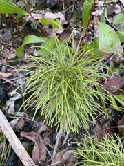 Lycopodium deuterodensum