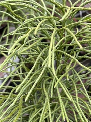 Lycopodium deuterodensum