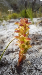 Disa pygmaea