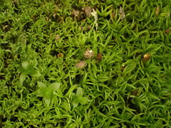 Amphidium lapponicum