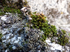 Didymodon