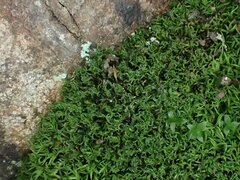 Amphidium lapponicum