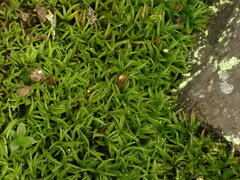 Amphidium lapponicum