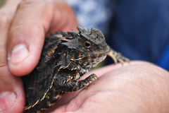 Phrynosoma orbiculare