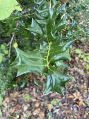 Ilex cornuta