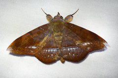 Argidia tomyris