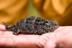 Phrynosoma orbiculare