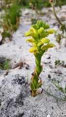Disa sabulosa