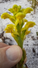 Disa sabulosa