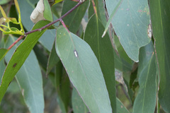 Eucalyptus obliqua