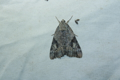 Catocala amica
