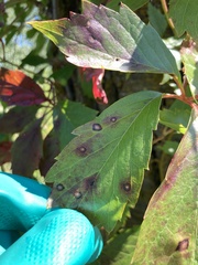 Phyllosticta parthenocissi