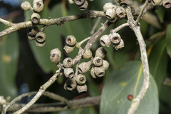 Eucalyptus obliqua
