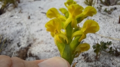 Disa sabulosa