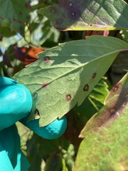 Phyllosticta parthenocissi