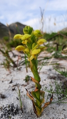 Disa sabulosa