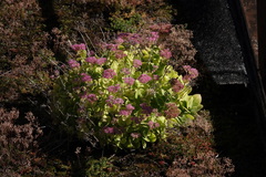 Hylotelephium spectabile