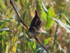 Cistothorus stellaris