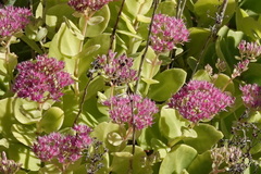 Hylotelephium spectabile