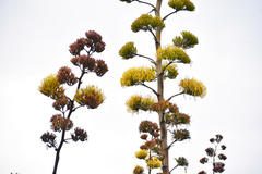 Agave