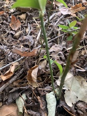 Smilax bona-nox