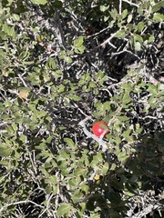 Andricus quercuscalifornicus