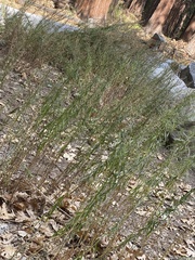 Artemisia dracunculus