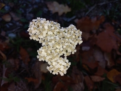 Achillea millefolium