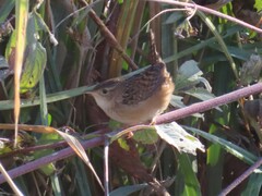 Cistothorus stellaris