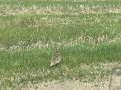 Tympanuchus phasianellus