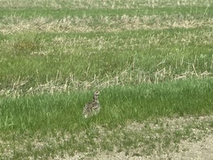 Tympanuchus phasianellus