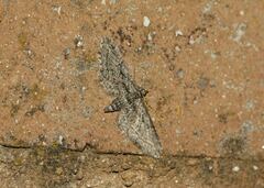 Eupithecia oxycedrata