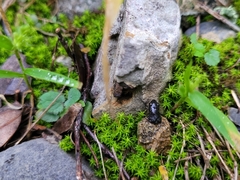Tortella squarrosa
