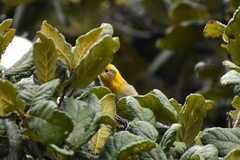 Peucedramus taeniatus