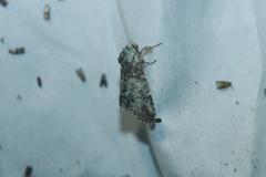Macrurocampa marthesia