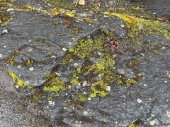 Grimmiaceae
