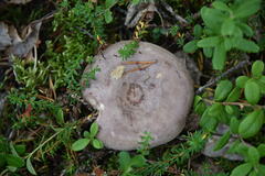 Lactarius violascens