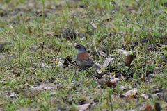Junco phaeonotus