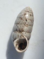 Cerion incanum