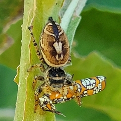 Phidippus arizonensis
