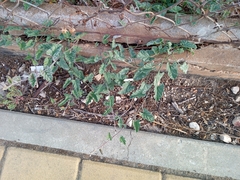 Convolvulus althaeoides