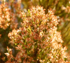 Erica lutea