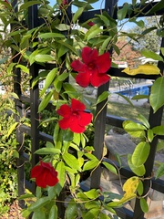 Mandevilla sanderi