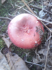 Russula lepida