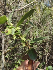 Azara uruguayensis