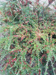 Cotoneaster horizontalis